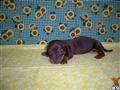 Dachshund